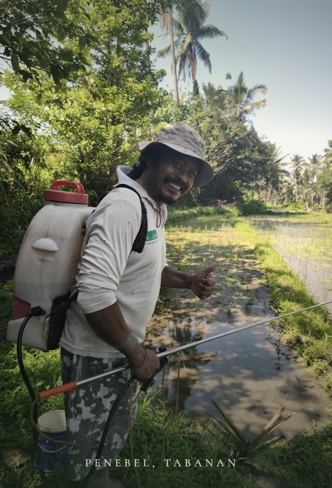 Pak Putu in his rice fields in Penebel, Tabanan